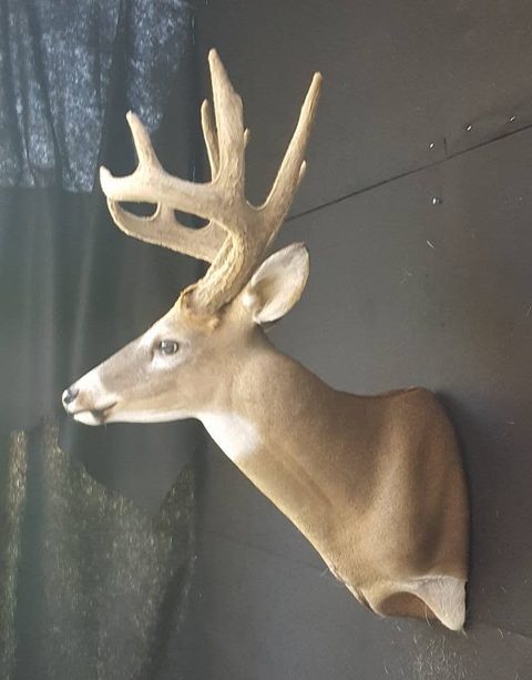 whitetail deer taxidermy by Jason's Taxidermy