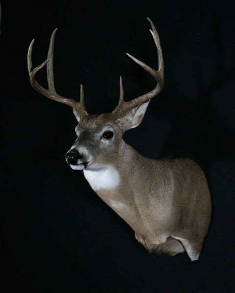 whitetail deer taxidermy by Jason's Taxidermy