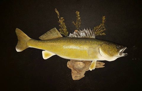 fish taxidermy by Jason's Taxidermy