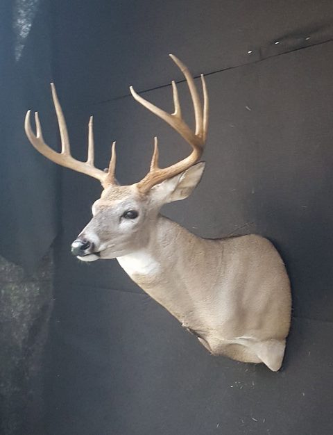 whitetail deer taxidermy by Jason's Taxidermy