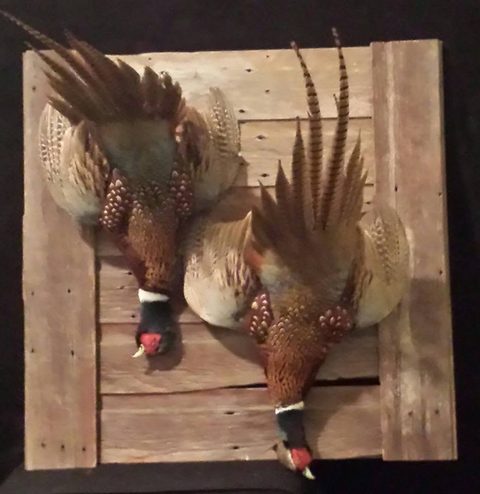 upland game bird taxidermy by Jason's Taxidermy