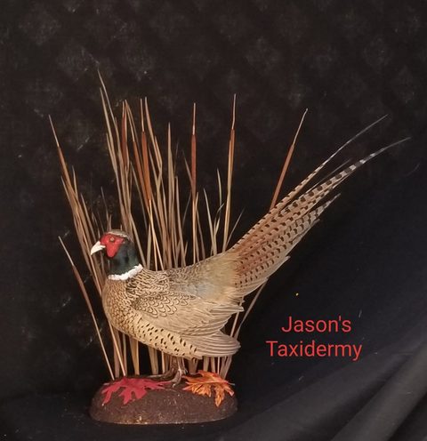 upland game bird taxidermy by Jason's Taxidermy