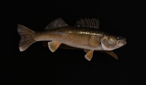 fish taxidermy by Jason's Taxidermy