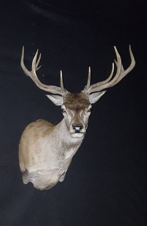 whitetail deer taxidermy by Jason's Taxidermy