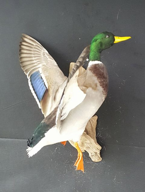Mallard – Flying – waterfowl taxidermy by Jason's Taxidermy