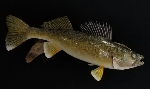 fish taxidermy by Jason's Taxidermy