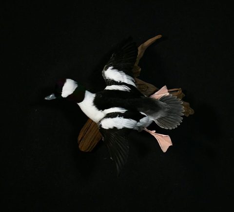 Buffleheads – Flying – waterfowl taxidermy by Jason's Taxidermy