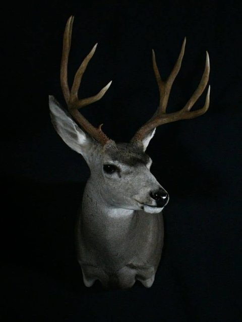 whitetail deer taxidermy by Jason's Taxidermy