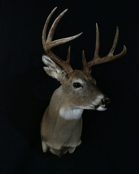 whitetail deer taxidermy by Jason's Taxidermy