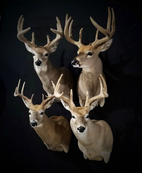 whitetail deer taxidermy by Jason's Taxidermy