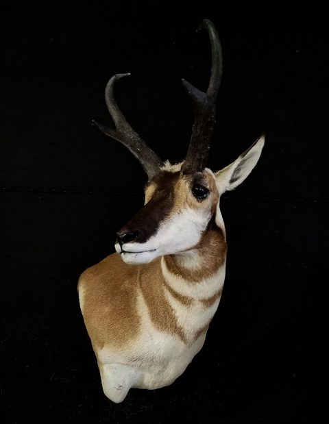 big game taxidermy by Jason's Taxidermy