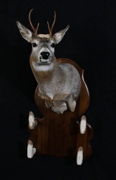 whitetail deer taxidermy by Jason's Taxidermy