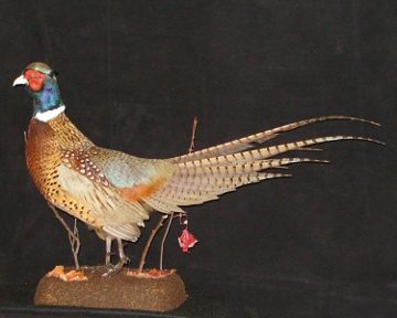 Ring-necked pheasant mount, item #7