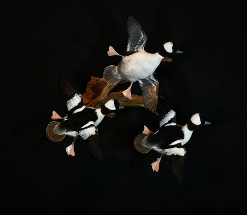 Buffleheads – Flying – waterfowl taxidermy by Jason's Taxidermy