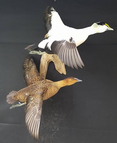 Common Eider Pair – waterfowl taxidermy by Jason's Taxidermy