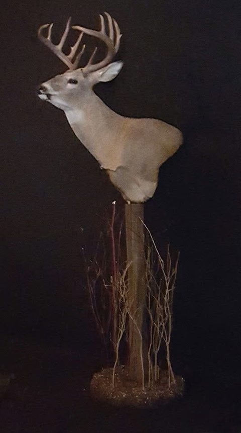whitetail deer taxidermy by Jason's Taxidermy