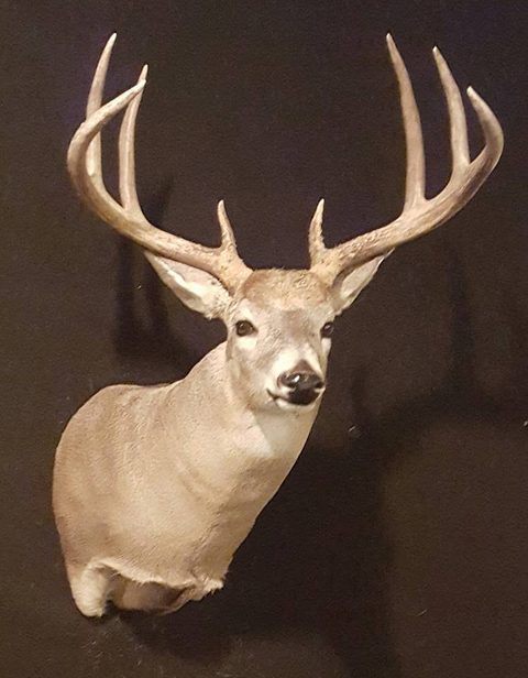 whitetail deer taxidermy by Jason's Taxidermy
