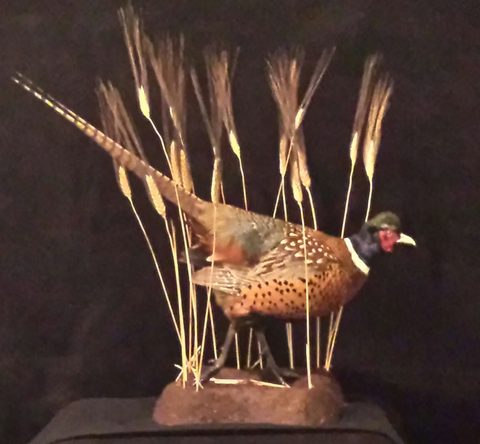 upland game bird taxidermy by Jason's Taxidermy