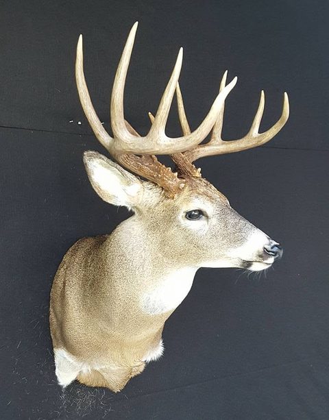 whitetail deer taxidermy by Jason's Taxidermy