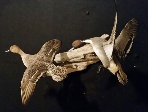 Pintails – Flying – waterfowl taxidermy by Jason's Taxidermy