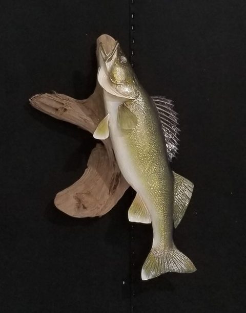 fish taxidermy by Jason's Taxidermy