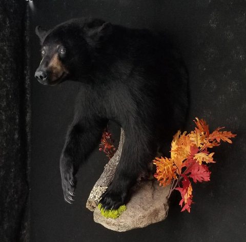 big game taxidermy by Jason's Taxidermy