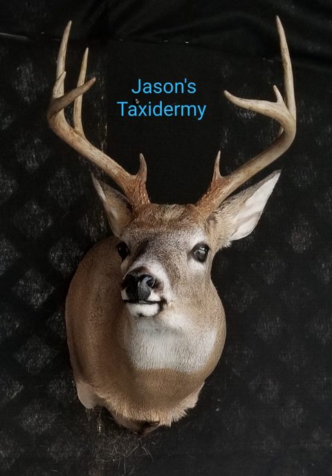 whitetail deer taxidermy by Jason's Taxidermy