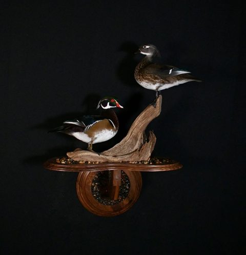 Wood Duck Pair – waterfowl taxidermy by Jason's Taxidermy