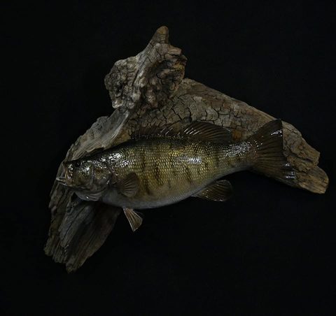 fish taxidermy by Jason's Taxidermy