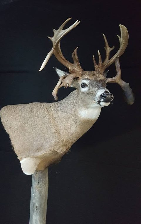 whitetail deer taxidermy by Jason's Taxidermy