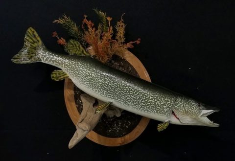 fish taxidermy by Jason's Taxidermy