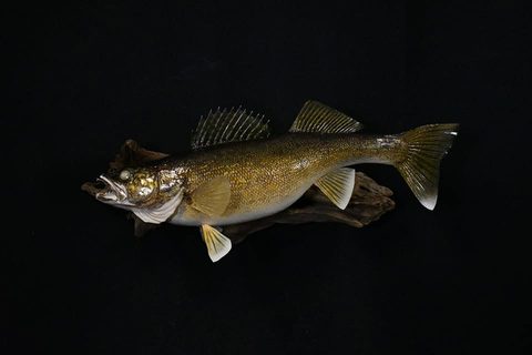 fish taxidermy by Jason's Taxidermy