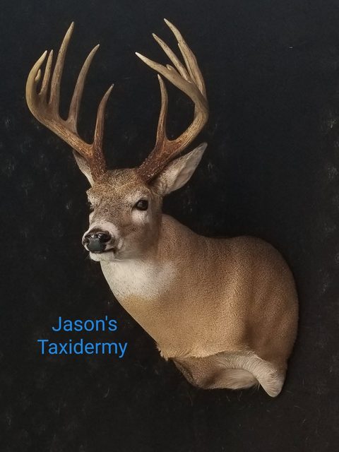 whitetail deer taxidermy by Jason's Taxidermy