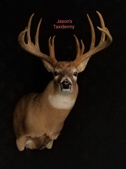 whitetail deer taxidermy by Jason's Taxidermy