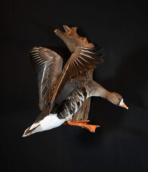 Specklebelly Goose – Landing – waterfowl taxidermy by Jason's Taxidermy