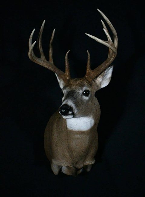 whitetail deer taxidermy by Jason's Taxidermy