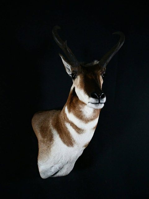 big game taxidermy by Jason's Taxidermy