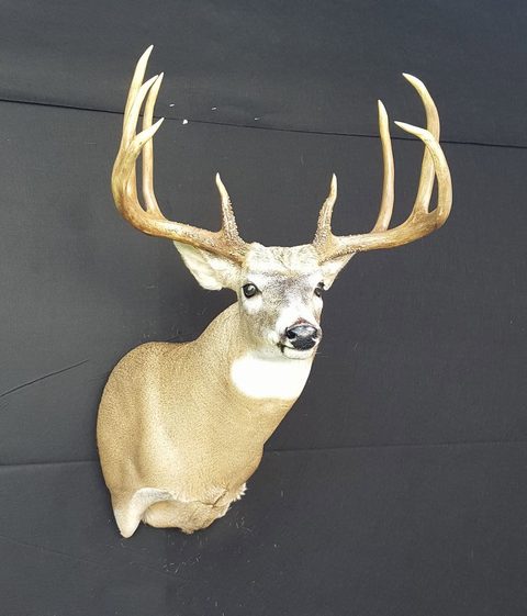 whitetail deer taxidermy by Jason's Taxidermy