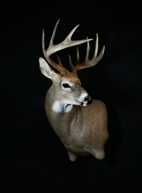 whitetail deer taxidermy by Jason's Taxidermy