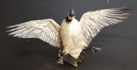 Goose – Flying – waterfowl taxidermy by Jason's Taxidermy