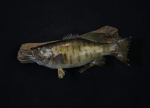 fish taxidermy by Jason's Taxidermy