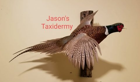 upland game bird taxidermy by Jason's Taxidermy
