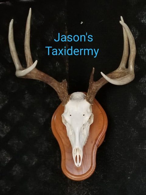 European taxidermy by Jason's Taxidermy