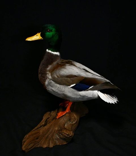 Mallard – Standing – waterfowl taxidermy by Jason's Taxidermy