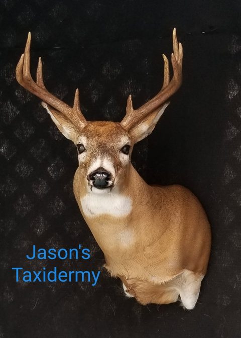 whitetail deer taxidermy by Jason's Taxidermy