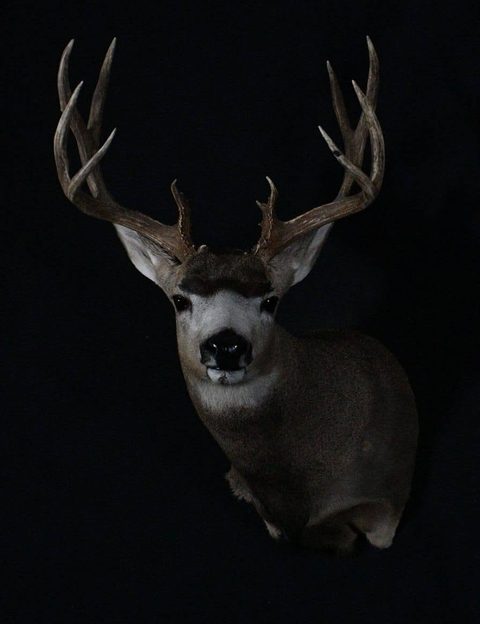whitetail deer taxidermy by Jason's Taxidermy