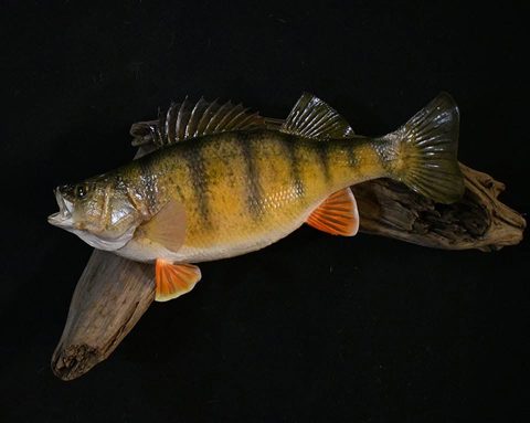 fish taxidermy by Jason's Taxidermy