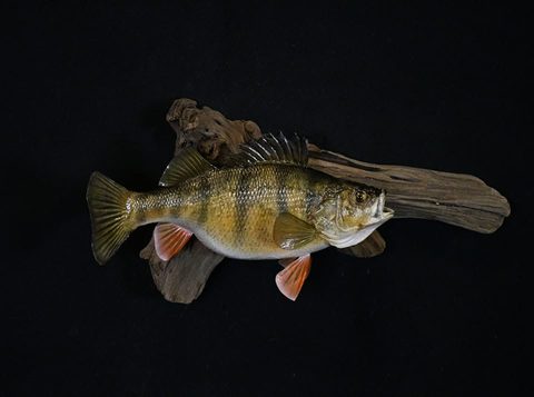 fish taxidermy by Jason's Taxidermy