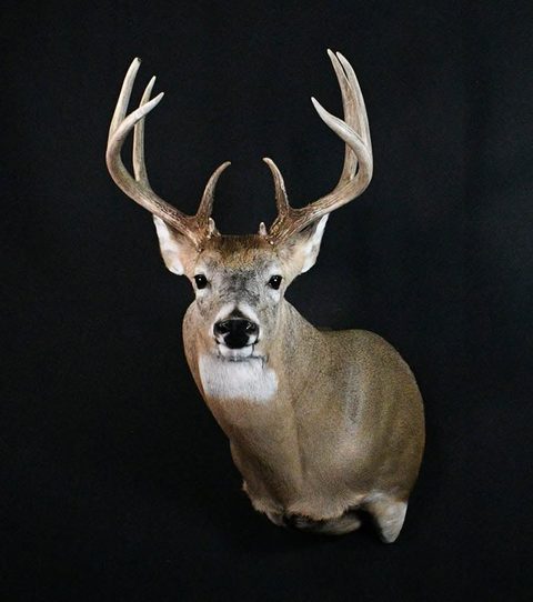 whitetail deer taxidermy by Jason's Taxidermy