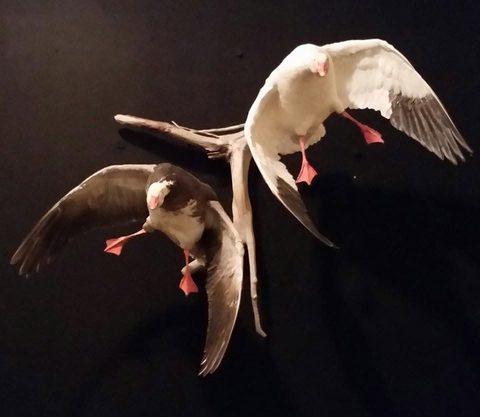 Snow & Blue Geese – Flying – waterfowl taxidermy by Jason's Taxidermy